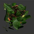 Lush Green Indoor Plant with Heart Shaped Leaves in Orange Terracotta Pot