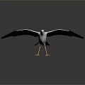 White Seagull Flying with Spread Wings Yellow Beak and Orange Feet Against Gray Background