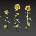 Vibrant Sunflowers With Yellow Petals Brown Centers Green Stems And Leaves On Dark Background