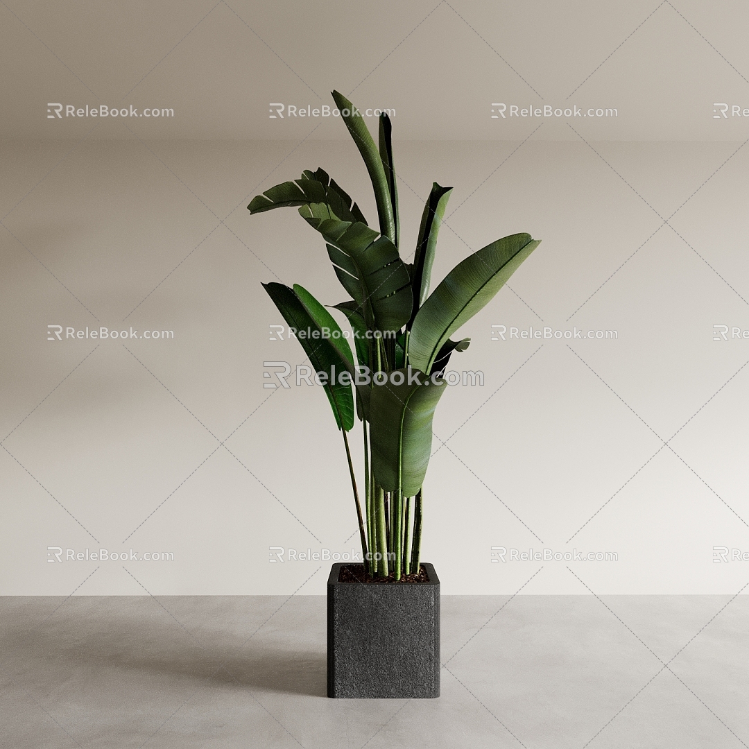 Bonsai Bonsai Indoor Green Planting Banana Leaf 3d model