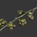 Plant Branch Featuring Round Yellow and Brown Fruits on Dark Background with Reflection