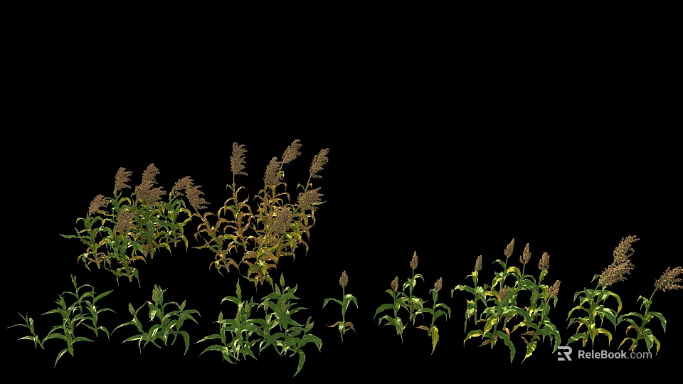 Crops With Green Leaves And Spike Like Structures In Various Growth Stages On Black Background 3d model 