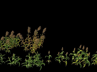 Crops With Green Leaves And Spike Like Structures In Various Growth Stages On Black Background 3d model