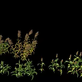 Crops With Green Leaves And Spike Like Structures In Various Growth Stages On Black Background