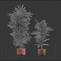 Three Potted Indoor Plants With Orange Clay Pots Against Dark Reflective Background