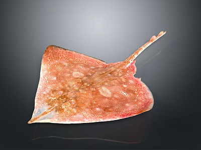 Distinctive Pink Diamond Shaped Ray With White Spots On Its Smooth Body 3d model