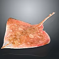Distinctive Pink Diamond Shaped Ray With White Spots On Its Smooth Body