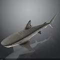 Grey Striped Shark Swimming With Distinctive Body Patterns And Sharp Fins