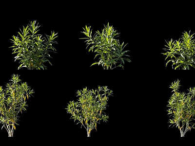 Various Green Plants in Different Shapes Displayed on Black Background 3d model