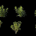 Various Green Plants in Different Shapes Displayed on Black Background