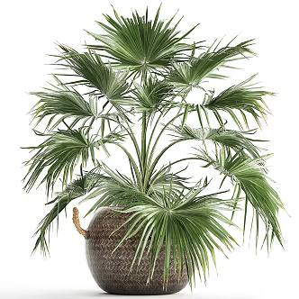 potted plant bonsai green plant 3d model