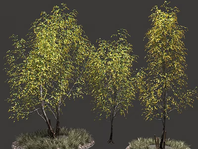 Lush Arbor Trees With Green Yellow Leaves And Slender Trunks Against Gray Backdrop 3d model
