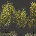 Lush Arbor Trees With Green Yellow Leaves And Slender Trunks Against Gray Backdrop