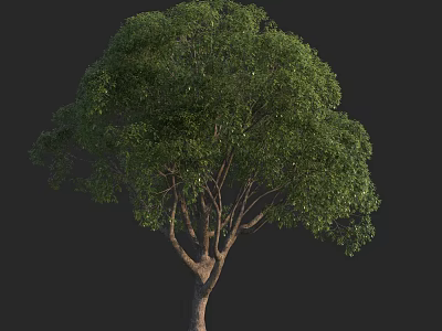 Lush Green Arbor with Dense Foliage and Strong Branch Structure 3d model