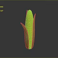 Fresh Corn Cob with Yellow Kernels and Green Leaves for Daily Use