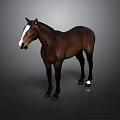 Brown Horse With White Face And White Hooves Standing On Grey Background