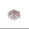 Lush Pink Flowering Arbor Tree With Multiple Trunks And Human Silhouette For Scale 3d model