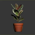 Two Potted Plants In Orange And Red Terracotta Pots With Green Red Edged Leaves