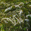 Scenic Garden Landscape With Winding White Paths Through Lush Green Vegetation And White Rocks