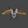 Black And White Striped Beetle With Orange Yellow Wings And Long Legs