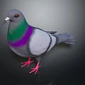 Gray Pigeon With Green And Purple Neck And Red Feet On Dark Background