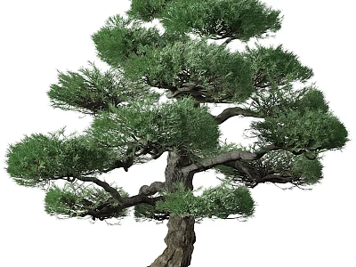 Lush Evergreen Arbor With Dense Green Foliage And Curved Spreading Branches 3d model