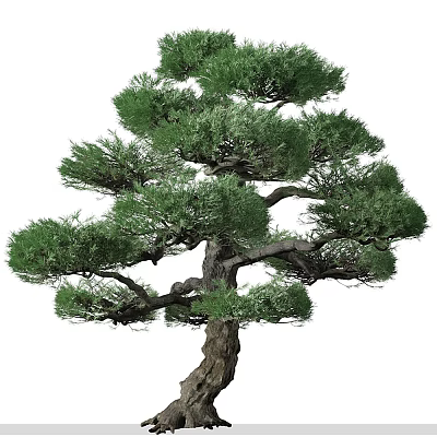 Modern Japanese white pine 3d model Modern Japanese white pine 3d model