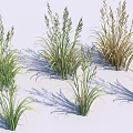 Lush Varied Grass Plants Featuring Green And Golden Tall Slender Leaves And Ornamental Clumping Foliage
