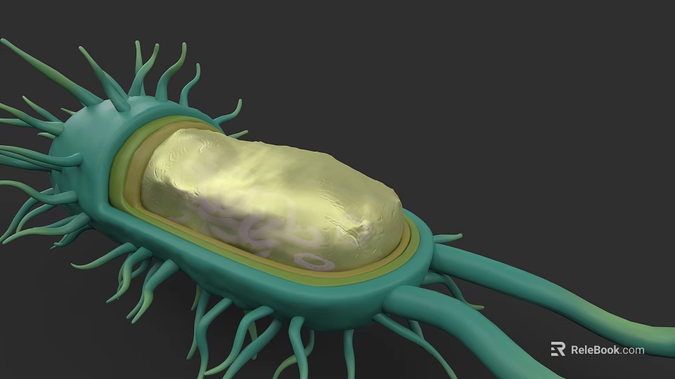 Bacterial Organism System 3D Rendered Structure With Flagella And Internal Components 3d model 