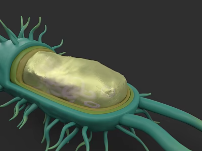 Bacterial Organism System 3D Rendered Structure With Flagella And Internal Components 3d model