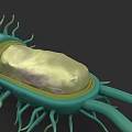 Bacterial Organism System 3D Rendered Structure With Flagella And Internal Components