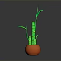 Household Decorative Green Bamboo in Orange Pot with Slender Stems and Fresh Leaves