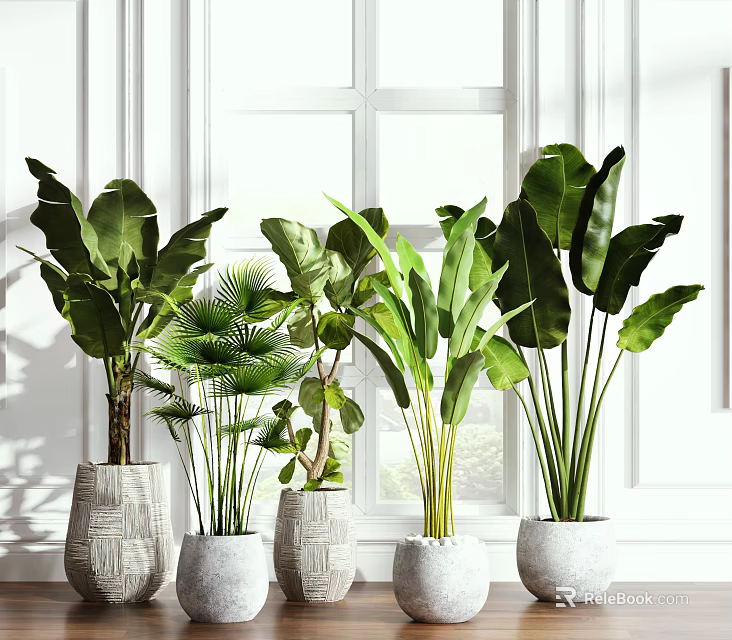 Lush Leafy Tropical Potted Plants In White Textured Planters By Window 3d model 