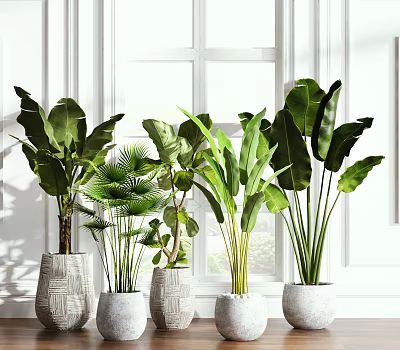 Lush Leafy Tropical Potted Plants In White Textured Planters By Window 3d model