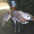 Vibrant Reptile With Blue Head And Brown White Scales Standing On Green Grass Field