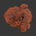 Decorative Orange Leaf Tree With Rocks And Small Plants On Wooden Base