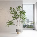 Large Green Potted Plant in Modern Interior With City View Through Window