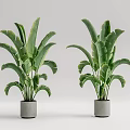 Pair of Potted Plants with Large Green Leaves in Gray Concrete Pots on White Background