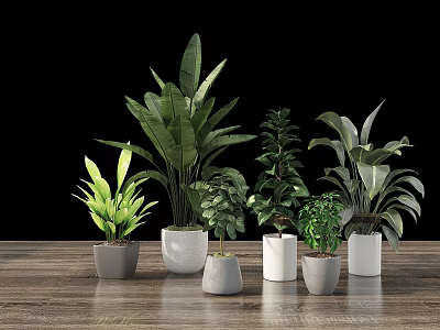 Bonsai Plants On Wooden Tabletop With Black Background Various Leaf Shapes Sizes Gray White Pots 3d model