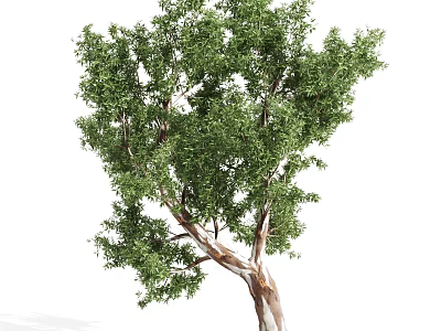 Lush Green Arbor With Abundant Foliage And Strong Trunk In Natural Environment 3d model