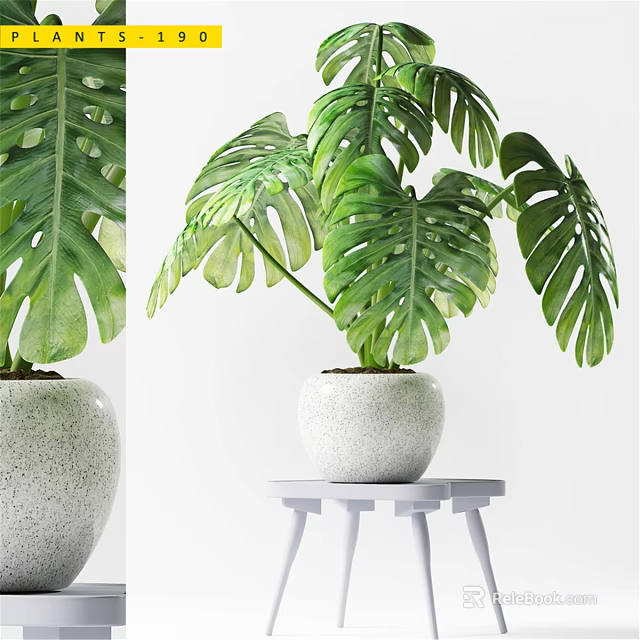 Stylish Decorative Ornament Set Featuring Green Monstera Leaves In White Speckled Pot On White Table 3d model 