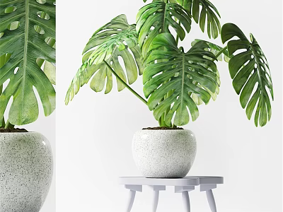 Stylish Decorative Ornament Set Featuring Green Monstera Leaves In White Speckled Pot On White Table 3d model