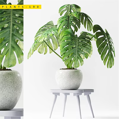 Stylish Decorative Ornament Set Featuring Green Monstera Leaves In White Speckled Pot On White Table 3d model