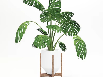 Elegant Potted Monstera Plant with Large Green Leaves in White Pot on Wooden Stand 3d model