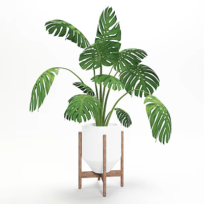 Elegant Potted Monstera Plant with Large Green Leaves in White Pot on Wooden Stand 3d model