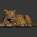 Leopard With Spotted Fur Lying on Dark Shiny Surface Showing Relaxed Posture and Reflection 3d model