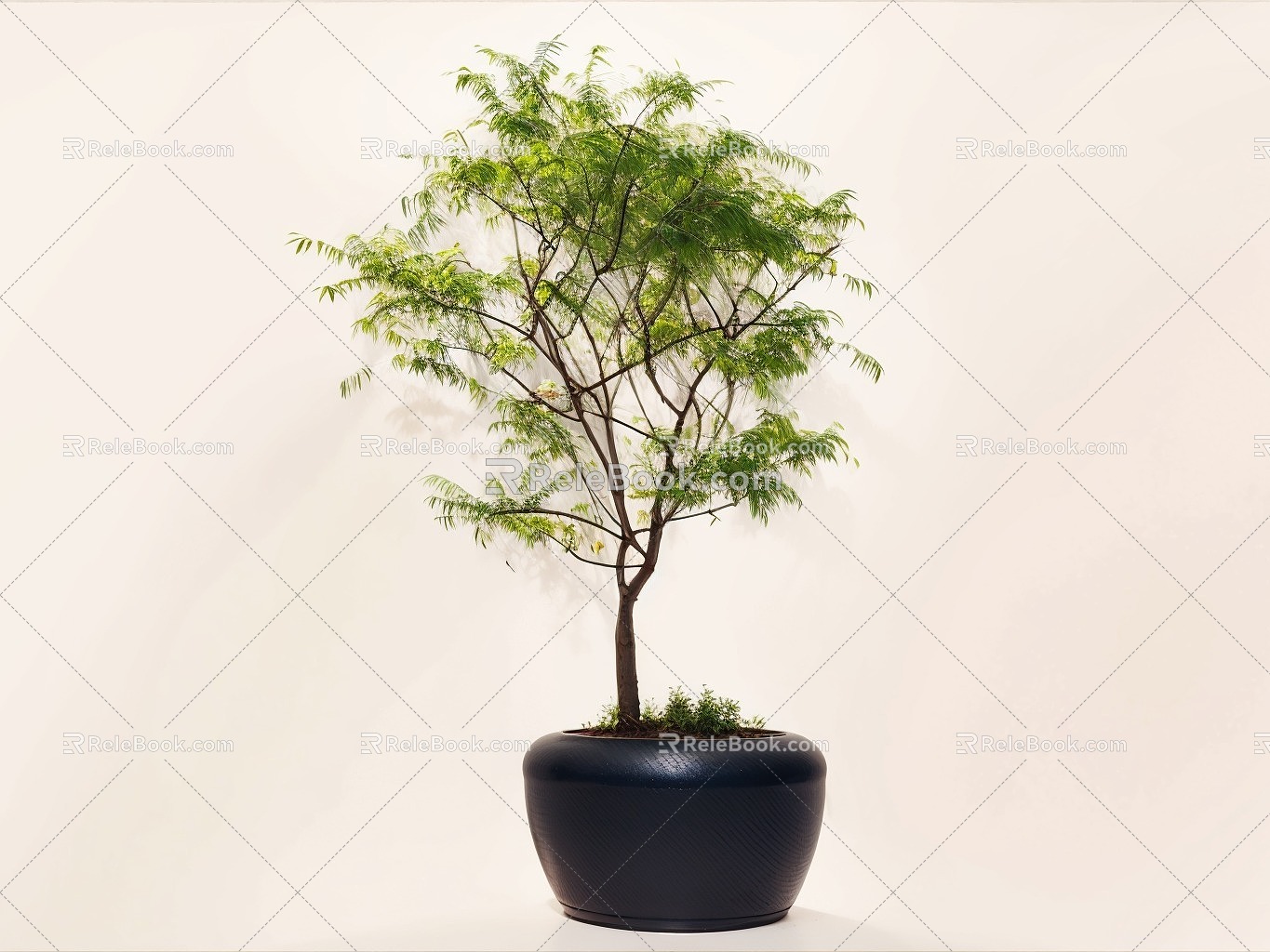 Plant Bonsai Bonsai 3d model