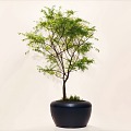 Plant Bonsai Bonsai 3d model