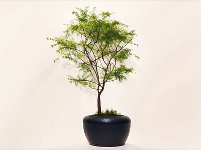 Plant Bonsai 3d model