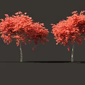 Person Standing Beside Tall Lush Red Leaf Shrubs Against Gray Background